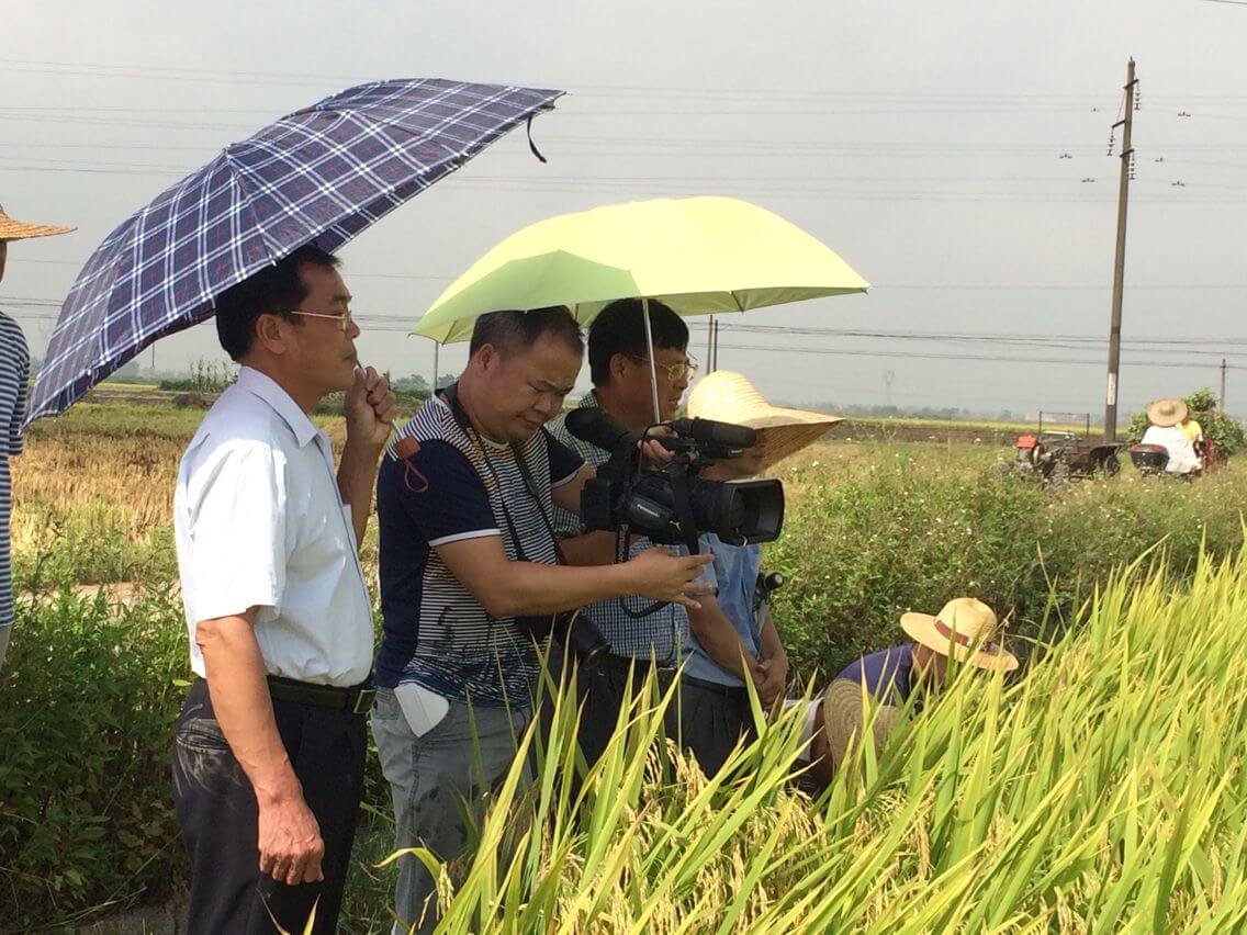 楊林村優質稻谷生產基地