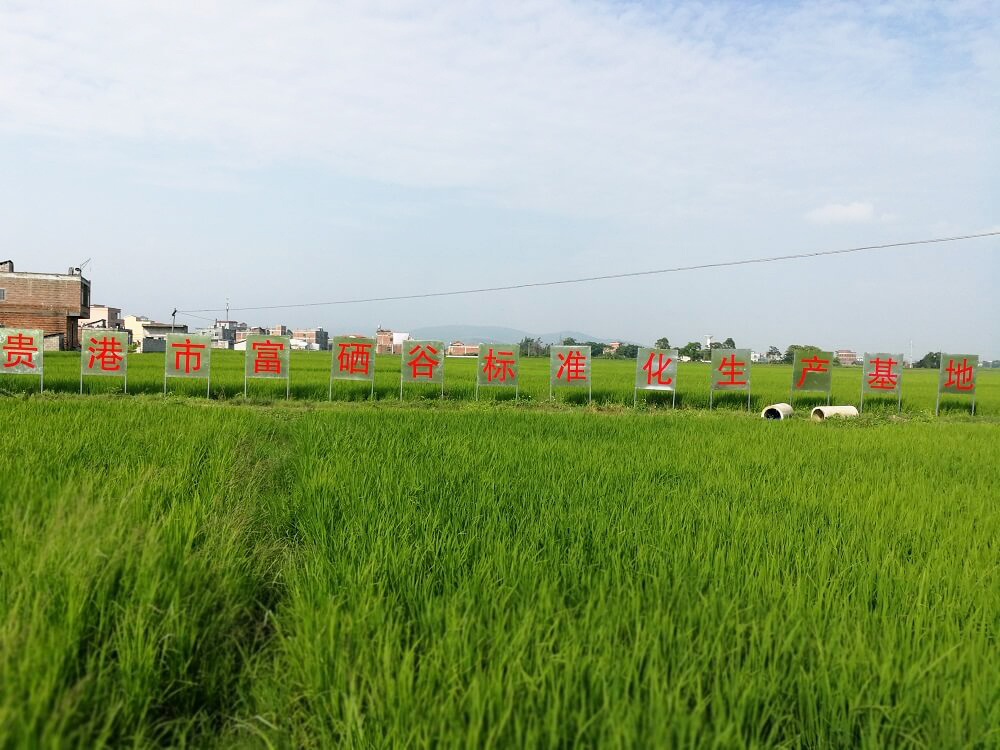楊林村優質稻谷生產基地